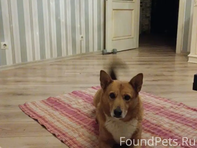 Пропала собака в сентябре,може...