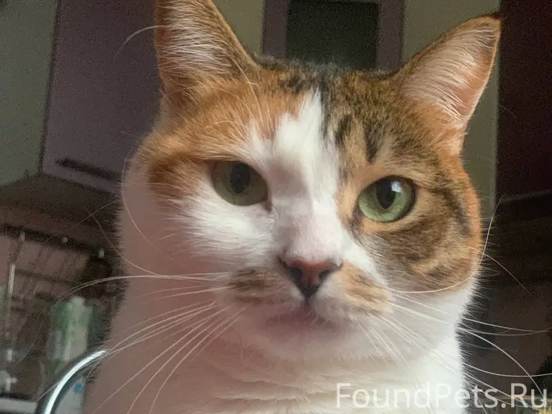 Спб Санкт-Петербург Пропала ко...