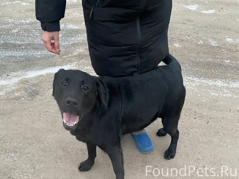Найден пес, сейчас находится у...