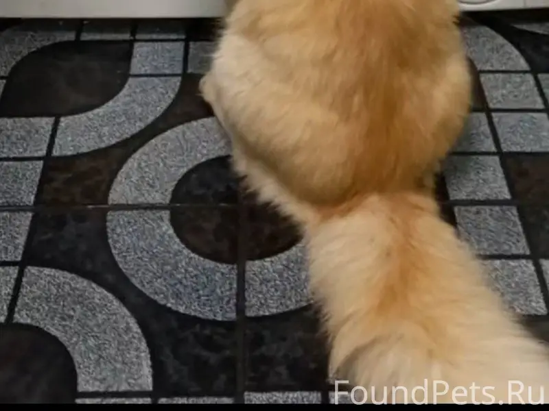 Пропал кот по нариманова 15, о...