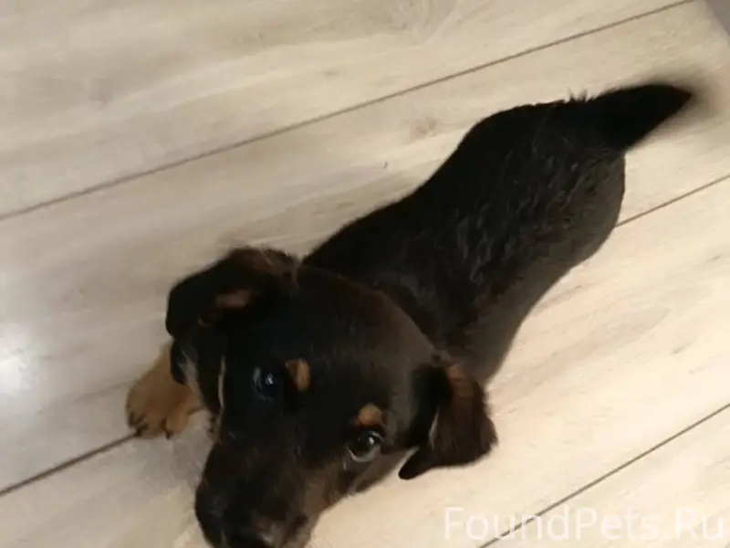 Пропал щенок, очень прошу нера...