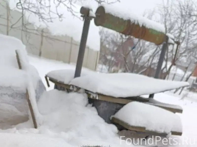 Надена собака❗️ Окрас коричнев...