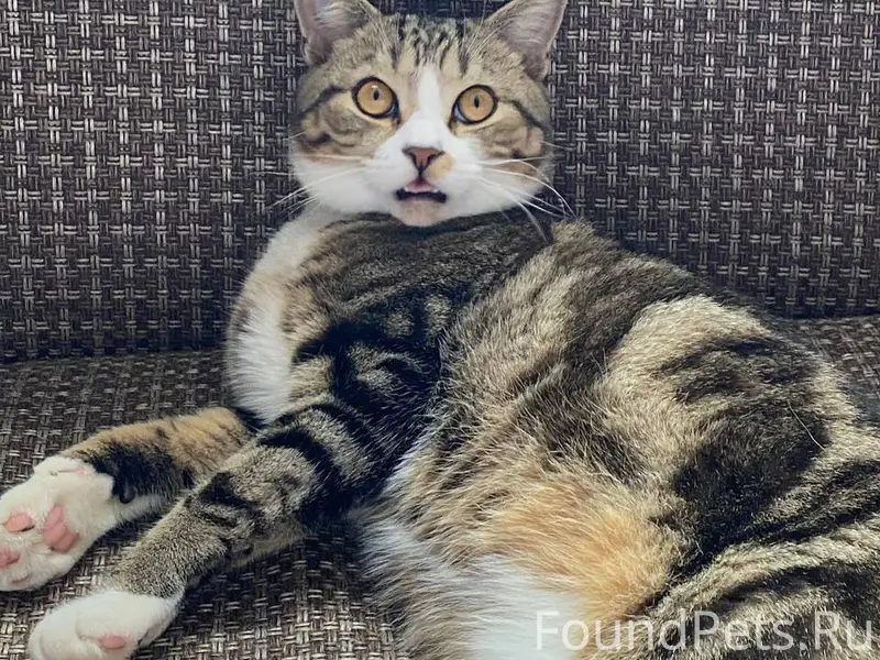 Пропали коты. Зовут тима(на пе...