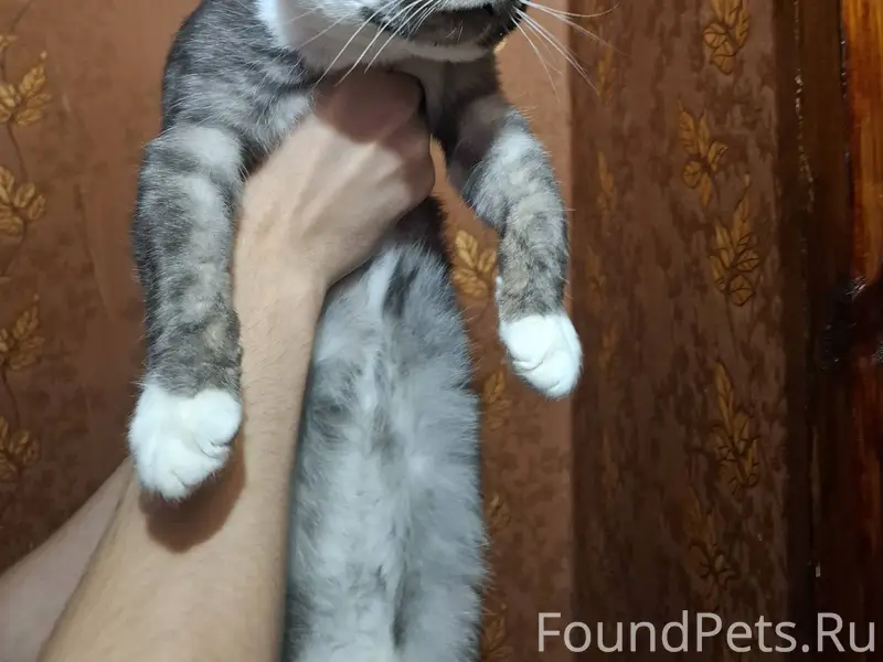 Чья потеряшка ? в стрехнино ( ...