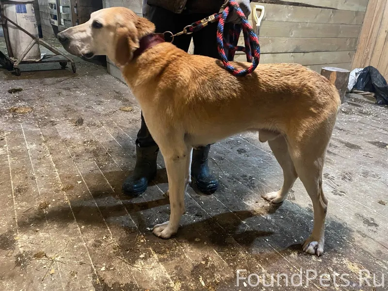 Хозяин, пожалуйста, найдись! 🙏...