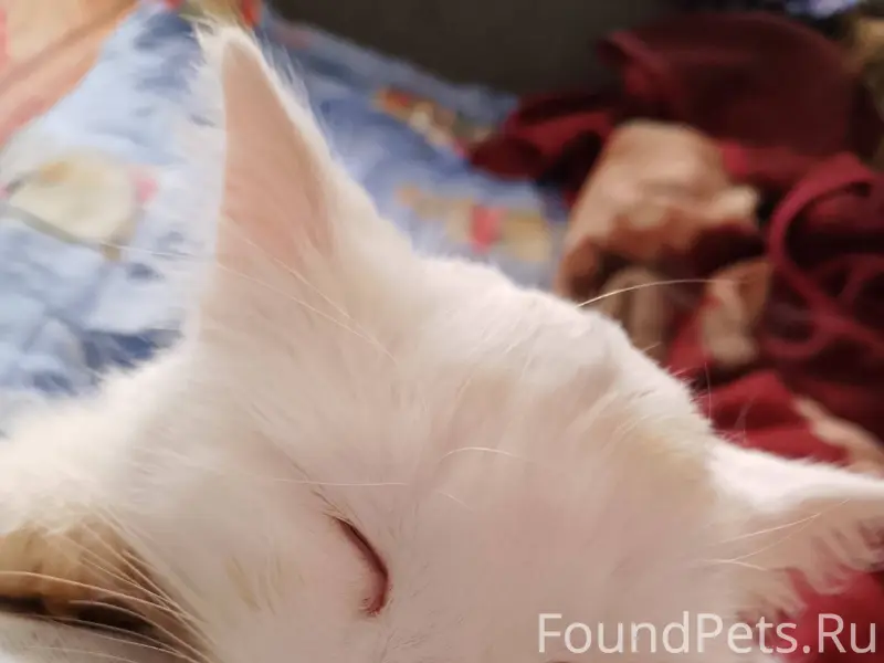 Пропал кот , кличка Беляш, жив...