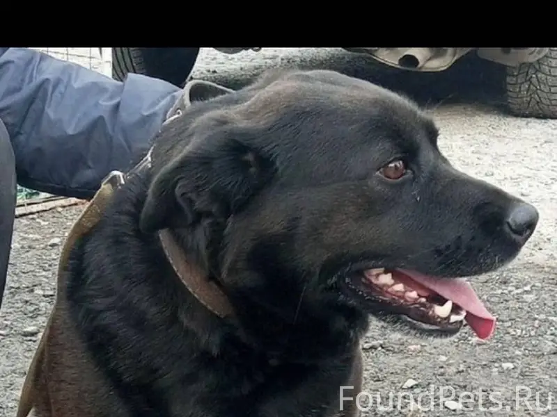 🆘🆘🆘🆘🆘🆘🆘🆘🆘🆘🆘🆘Потерялась собака....