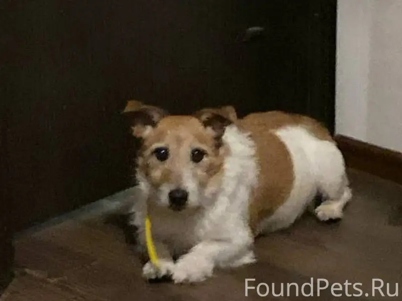 Возможно кто-то узнает собачку...