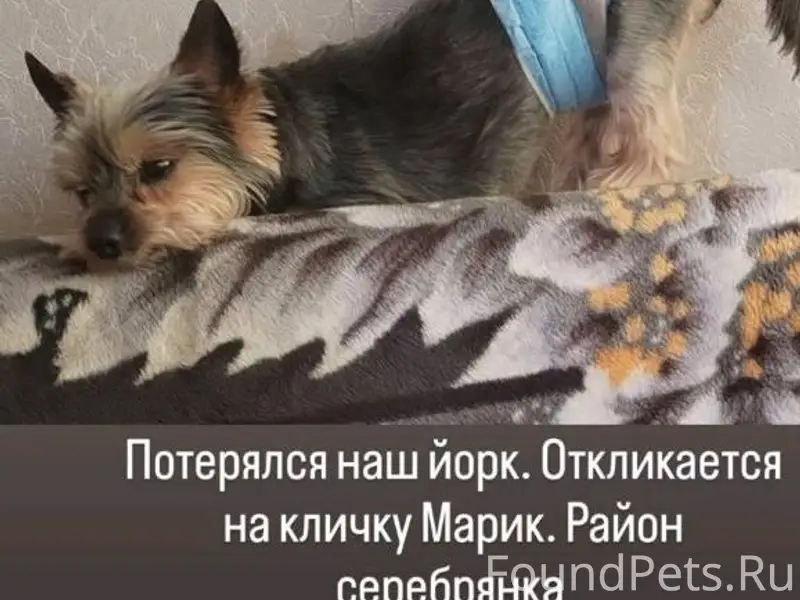 Потерялась собака (кобель) кли...