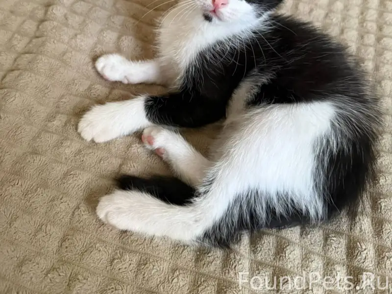 Пропала кошка ‼️ Район:ул.Фабр...