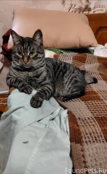 Пропал кот Тигра 3 года Окрас....