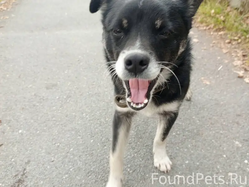 Потерялся пёс, может кто видел...