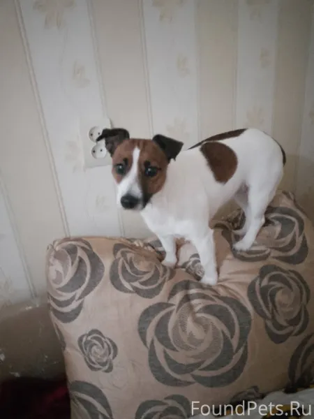 На Озёрном найдена собака, мож...