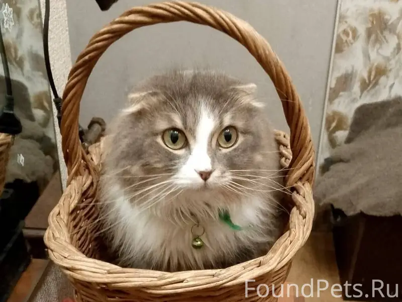 Пропал кот, район советская 13...