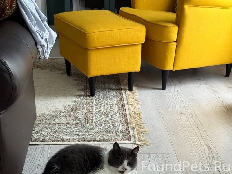 Пропала кошка, помогите найти!...