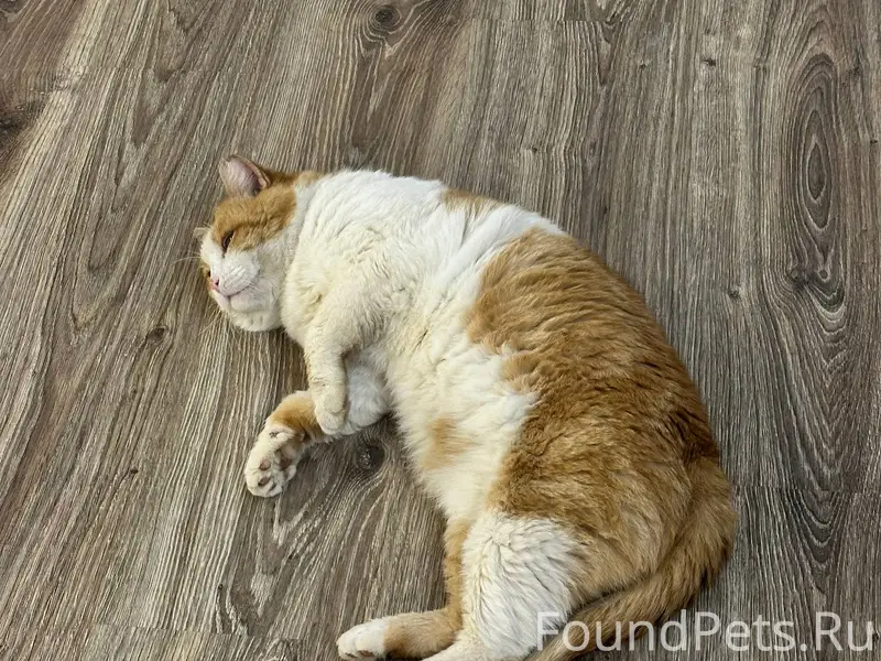 Пропал рыжий котик по кличке В...