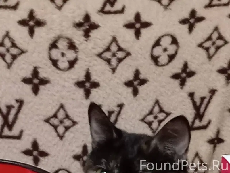 Пропала трехцветная кошка с фи...