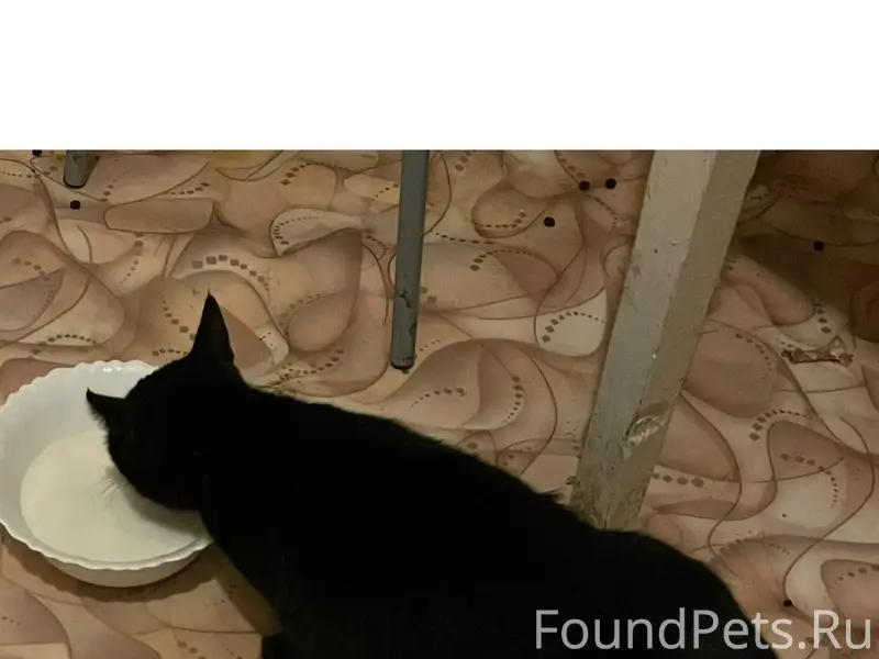 Пропала кошка в районе Красивс...