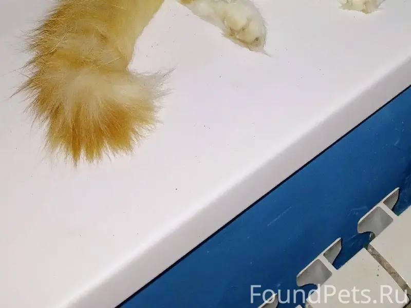 Пропал кот в районе ул.Интерна...