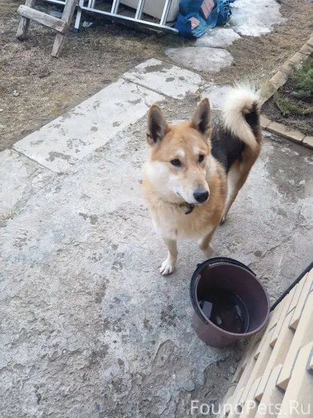 Потерялась собака лайка кобель...