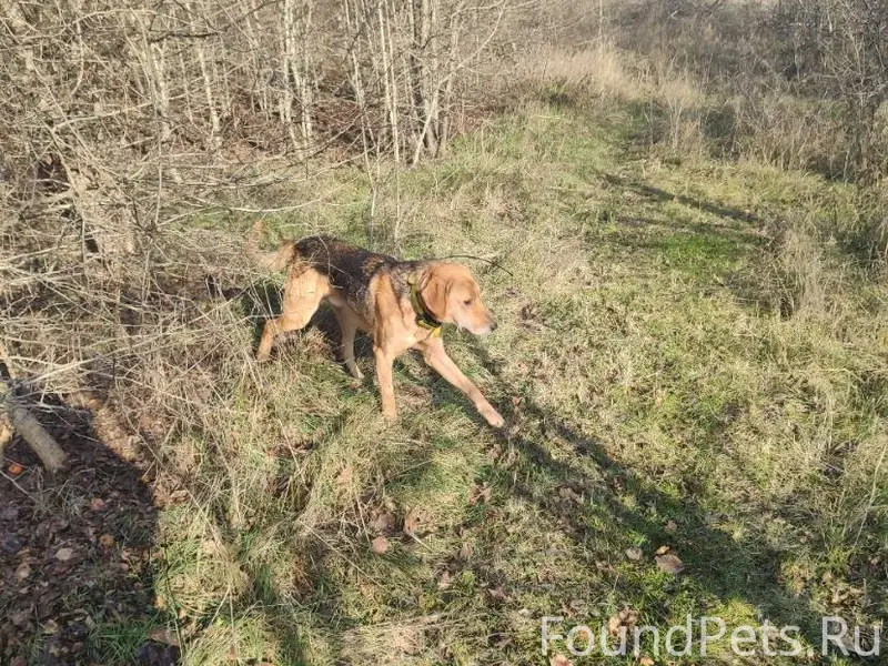 Кто потерял пса? На собаке жел...