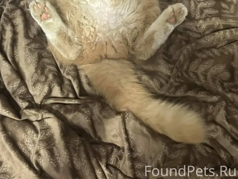 Пропал кот, угол Отдельской и ...