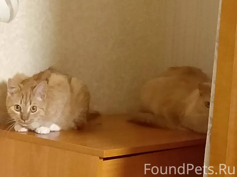Пропала кошка рыжего цвета(на ...