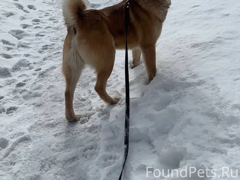 Пропала собака 24.12.2025.Клич...