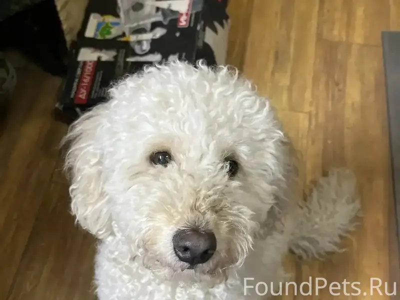 Сбежала 25.12.25г с военного.....