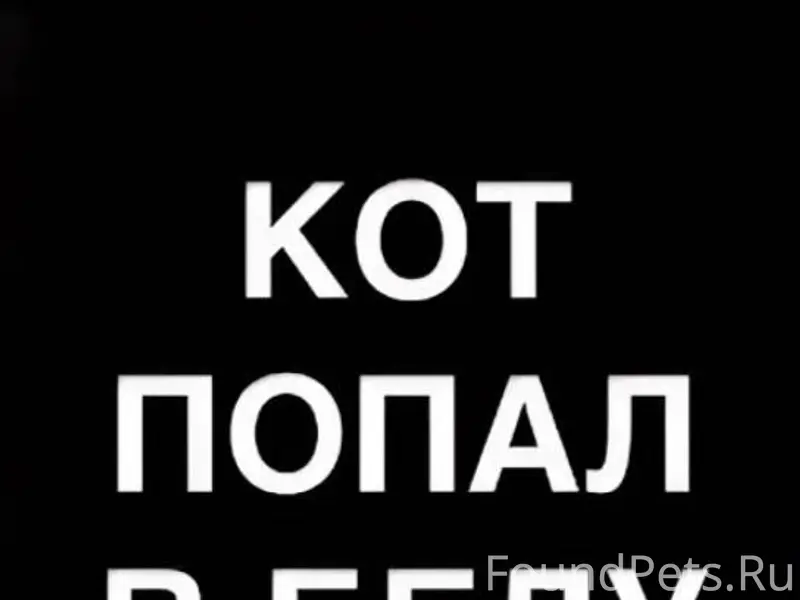 НАЙДЕН / ЗАМЕЧЕН КОШКА / КОТ В...