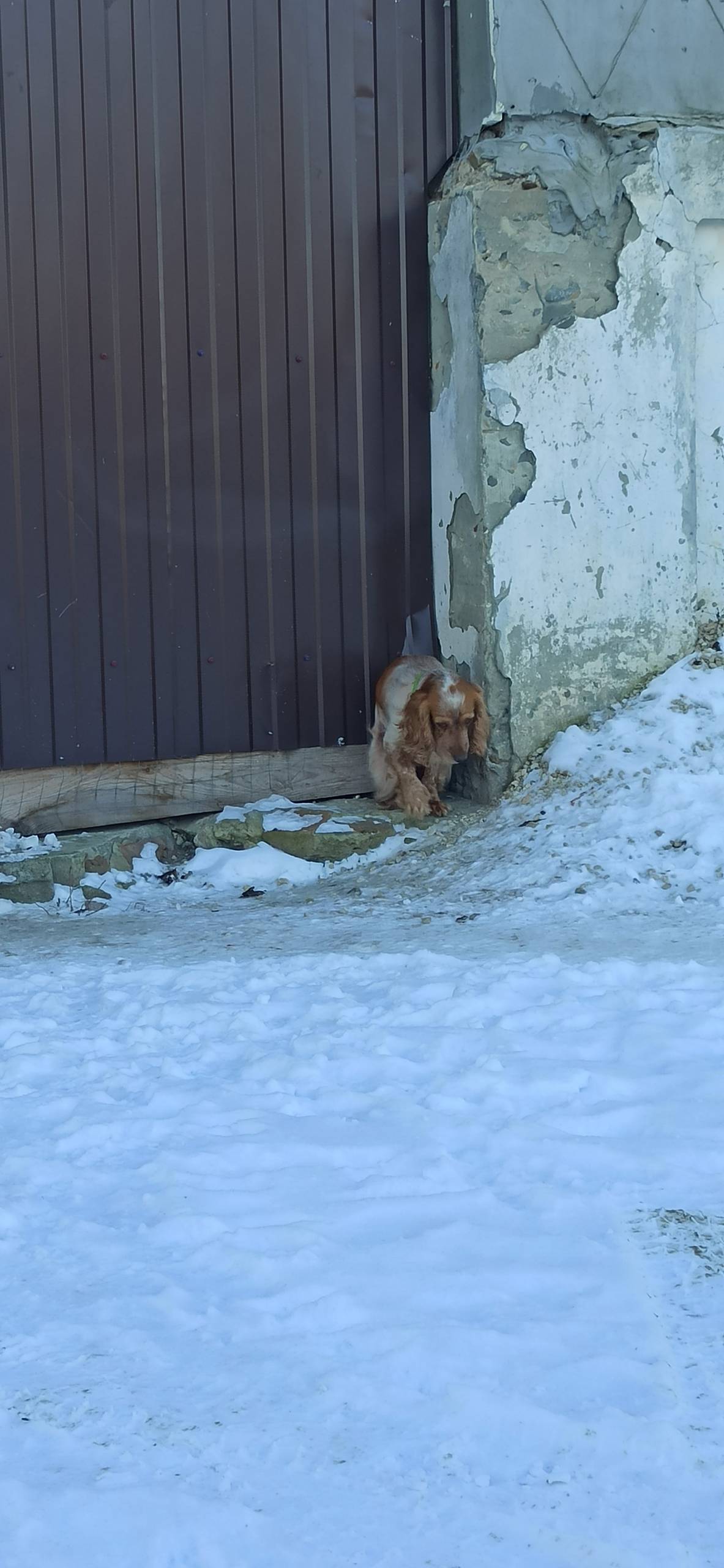 Замечена собачка на улице Мира...