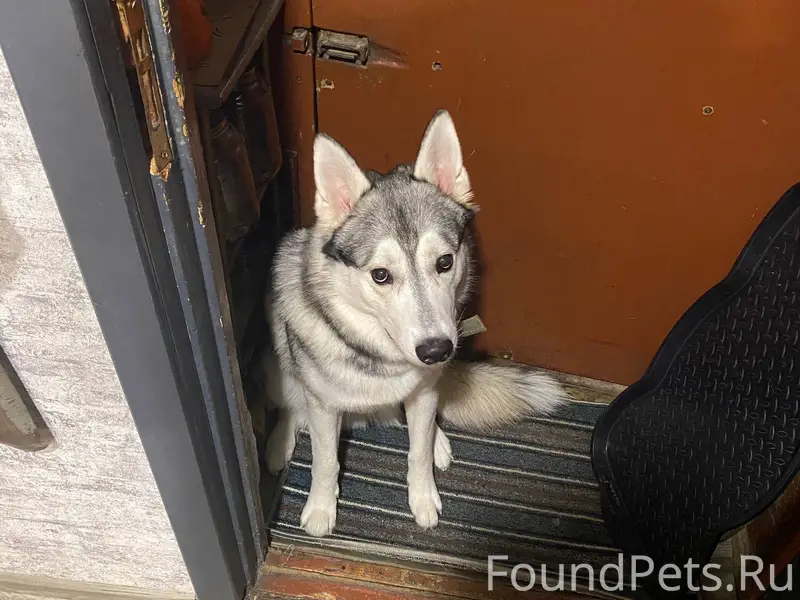 ПРОПАЛА СОБАКА ХАСКИ! Кличка Б...