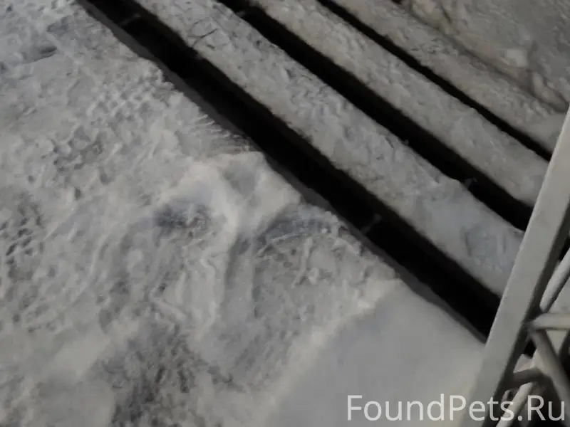 На Садовой улице появился пес,...