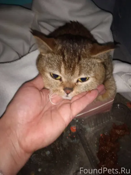 Найден кошка на 39 квартале Де...