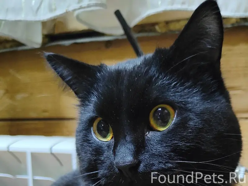 Пропал кот в районе ул.Гвардей...