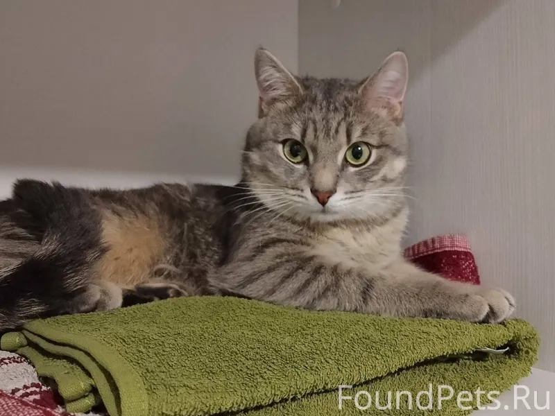 Потерялся кот Феликс! Кастриро...