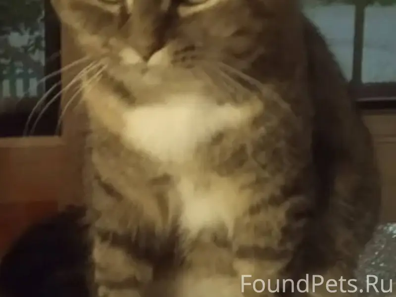 Пропала кошка, Муся на ОЗТП, О...