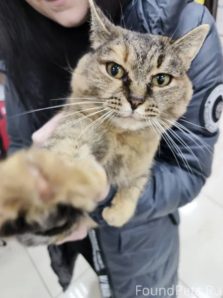 Найдена кошка в районе централ...