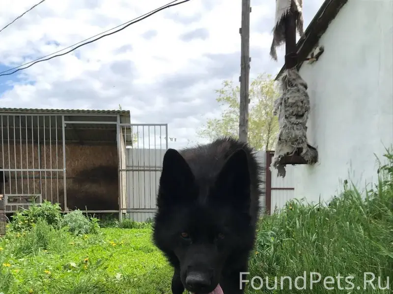 Пропала собака❗️ немецкая овча...