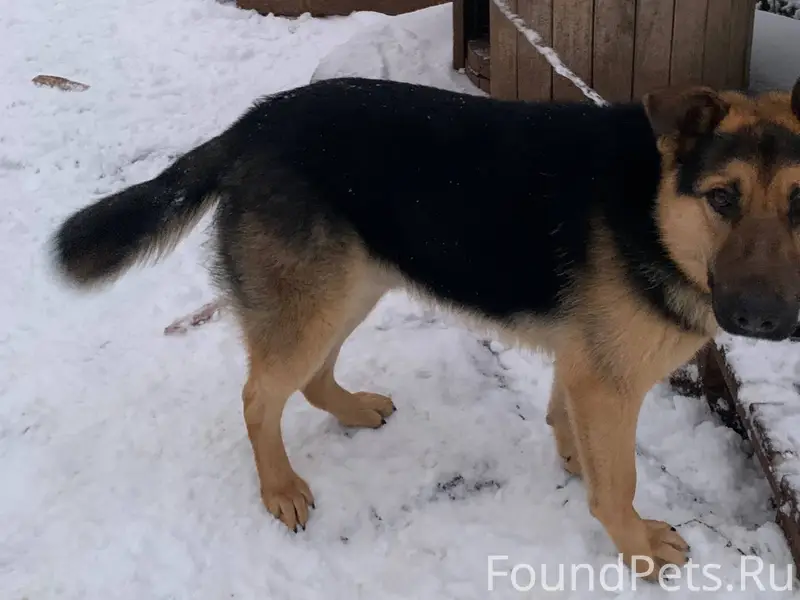 Пропал пес, немецкая овчарка, ...