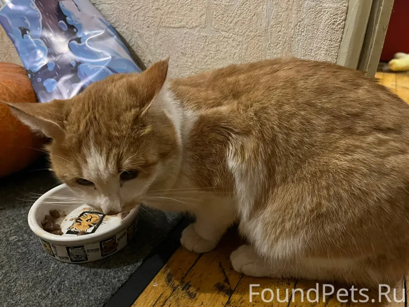 Найден кот или кошка, бело-рыж...