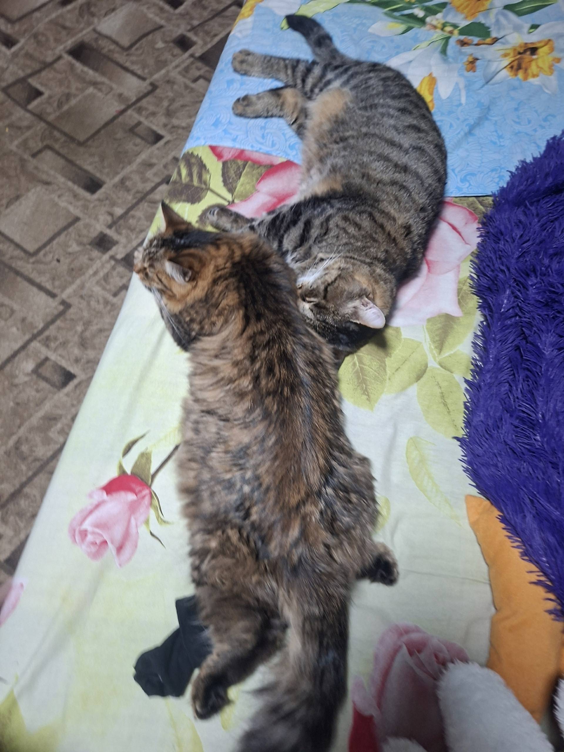 Пропала кошка в районе по улиц...