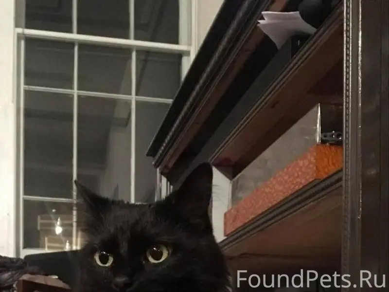 Пропала кошка в районе церкви,...