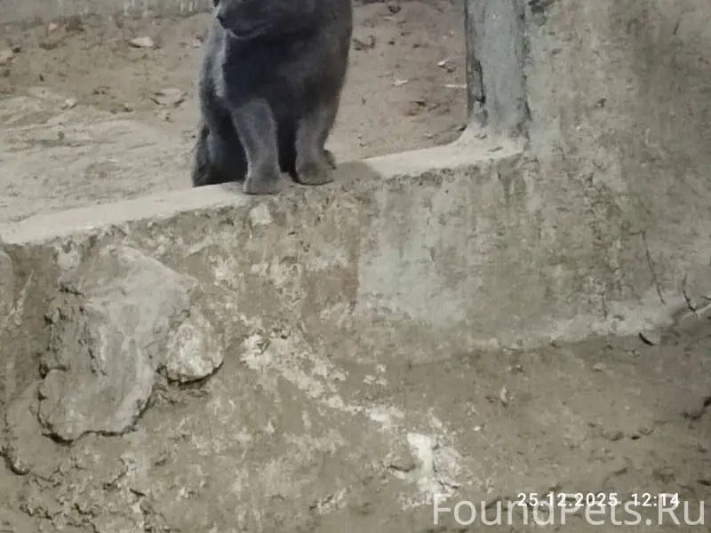 Репост! 🙏 На ул. Газовиков в.....