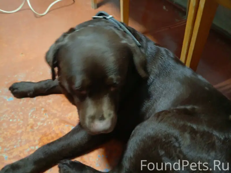 Найден пес, с ошейником. Хозяе...