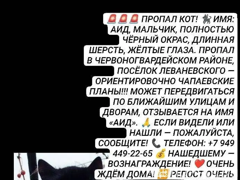 🚨🚨🚨 ПРОПАЛ КОТ! 🐈‍⬛ ИМЯ: АИД.....