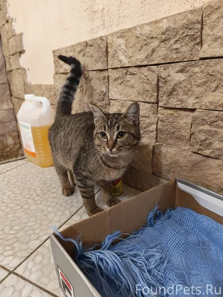 Пристраивается молодая кошечка...