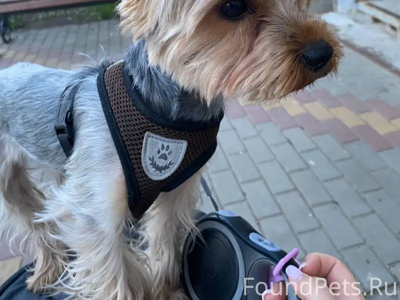 ПРОПАЛА СОБАКА!!!! Зовут Чарли...