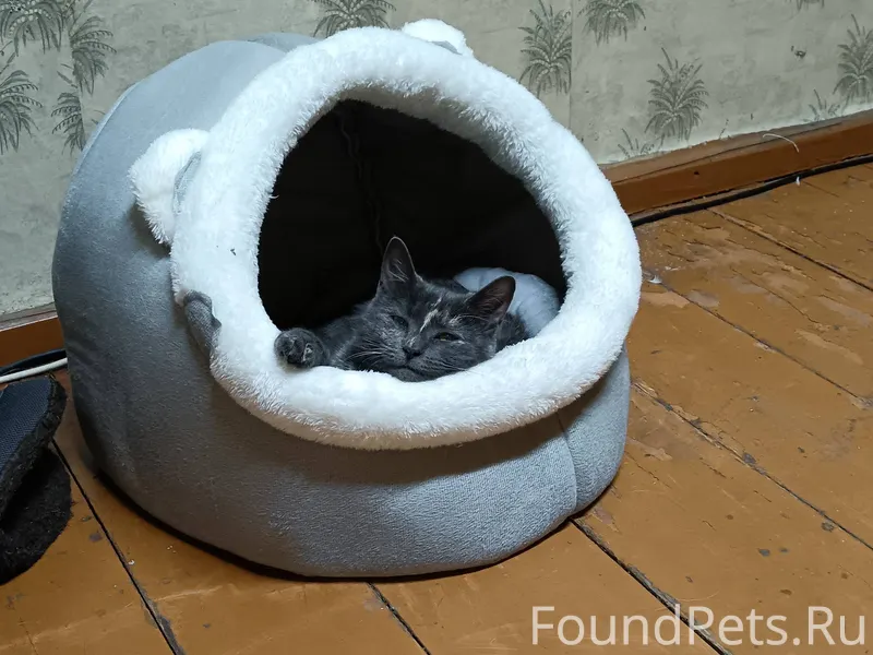 Пропала кошка Мася, с ошейнико...