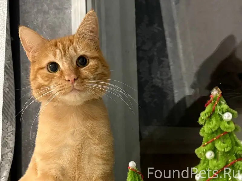 Здравствуйте, пропал кот😞 , не...